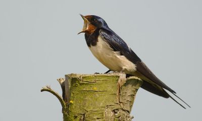Swallow, swift and house martin populations have nearly halved, finds UK bird survey