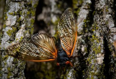 Cicadas Squirt Jets of Pee Out Their Backsides — And That’s Not Even The Weirdest Part