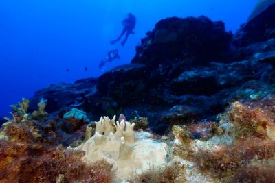 Experts say coral reef bleaching near record level globally because of 'crazy' ocean heat