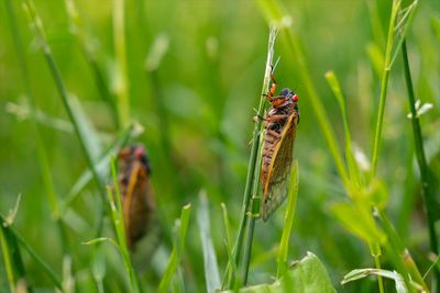 A trillion cicadas will emerge soon