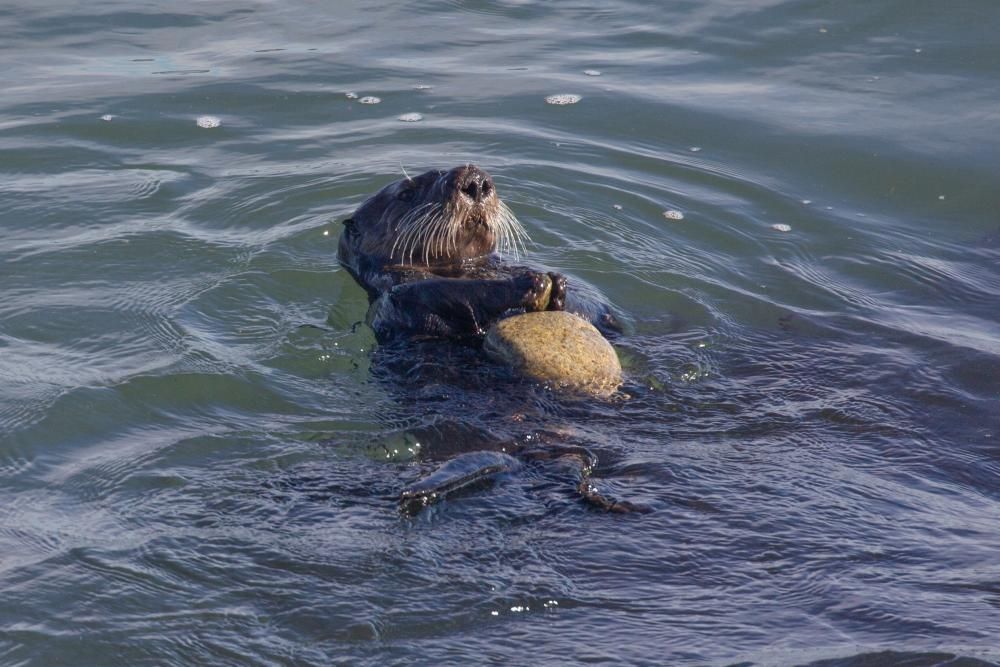 Sea otters use tools to open hard-shelled prey, saving…