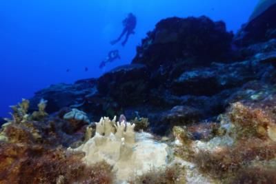 Global Coral Bleaching Event Reaches Alarming Levels