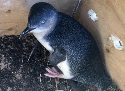 Little penguins at risk of vanishing from WA island as once-thriving colony reduced to 120 birds