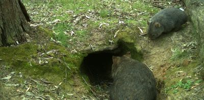 Cameras reveal wombat burrows can be safe havens after fire and waterholes after rain