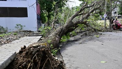 Why do even short spells of rain bring Bengaluru’s trees tumbling down?