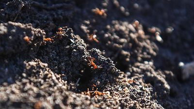 More fire ants found outside containment zone