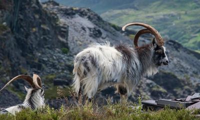 Country diary: These formidable feral goats belong in these hills