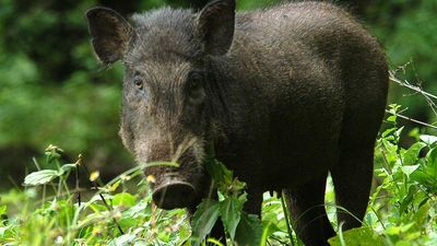 Man on hunt for wild boar dies of bullet injury in Chikkamagaluru in Karnataka