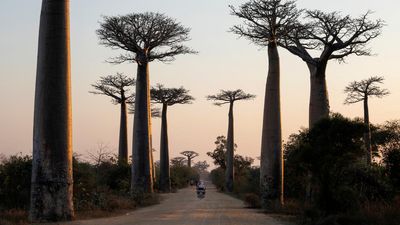 Study reveals history and oceanic voyages of remarkable baobab tree