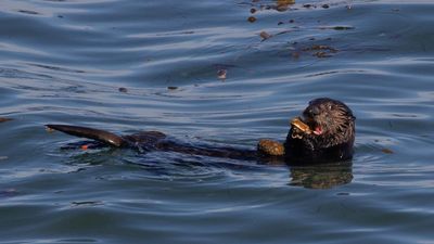 Sea otters get more prey and reduce tooth damage using tools