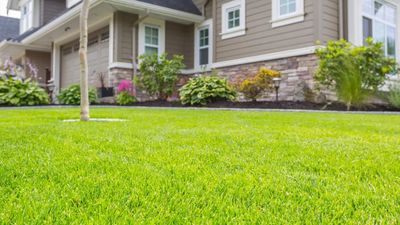 3 ways to reduce backyard grass pollen —follow these tips from a gardening specialist