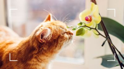 Are orchid plants poisonous to cats? Vets and plant experts reveal all