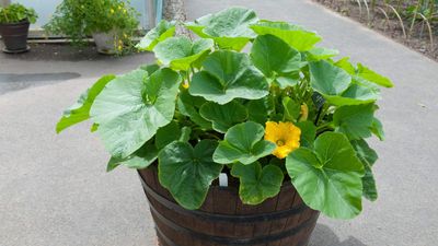Can you grow squash in containers? Experts reveal 6 key tips for success growing this crop in pots