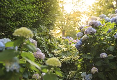 5 Things People Who Have Perfect Hydrangeas Want You to Know About Looking After Your Plants