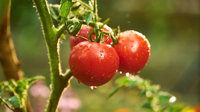 7 reasons your tomato plant is wilting — and how to fix it