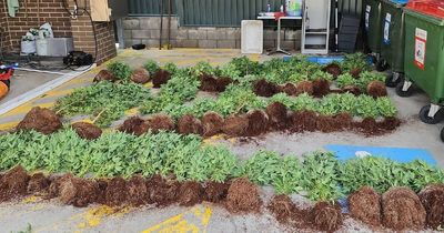 More than 100 cannabis plants allegedly found in shipping container