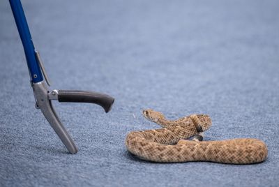 Lessons from rattlesnake class in the American Southwest
