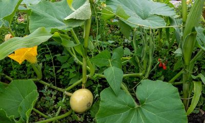 Sweetcorn with squash, radishes next to parsnips: interplanting means more room to grow