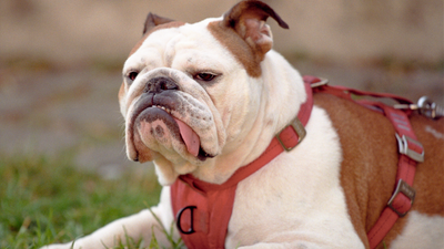 Why your dog hates their harness and how to encourage them to use