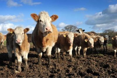 Scottish Government funded £24m Perth beef facility expansion completed