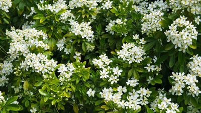 Best fragrant hedge plants – 6 perfumed shrubs for beautiful boundaries
