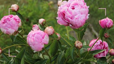 How to grow peonies at home for fabulously fluffy flowers the size of dinner plates