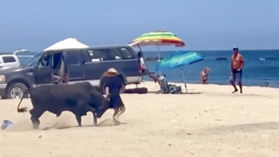 Graphic video shows bull goring beach tourist who ignored desperate warnings