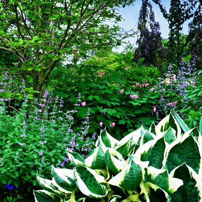 How to grow hostas and transform your shady garden into a lush green oasis