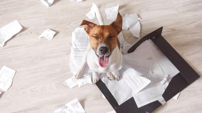 If your dog loves to shred, try this fun edible alternative to paper and cardboard