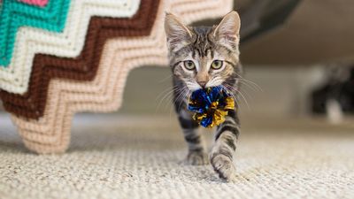 Can cats play fetch? How to teach them to play ball