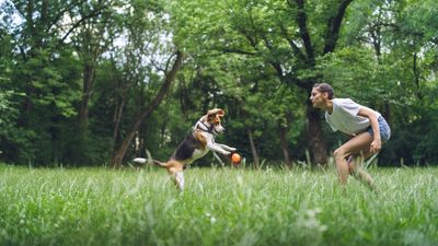 Trainer reveals one thing that can make your dog's behavior worse (and this one completely surprised us!)
