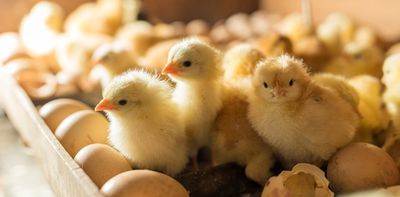 How newborn chicks are helping to settle a centuries-old debate about cognition and our senses
