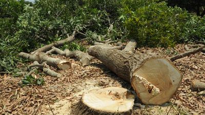 Nearly 6 million trees disappeared from farmlands in three years, says satellite mapping study