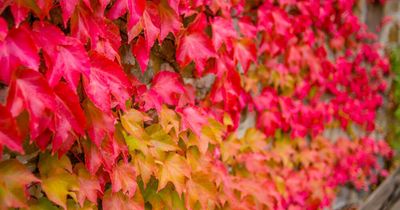 Jeepers, would you check out those stunning creepers