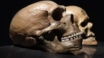 What's the difference between Neanderthals and Homo sapiens?