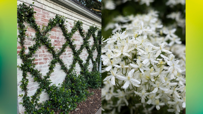 This Gardener's Viral Jasmine Trellis is Such a Pretty Way to Cover a Fence or Wall — And Totally Replicable