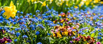 How to get rid of grass growing in your flower beds — 5 simple steps