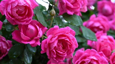 When and how to move a rose – expert advice for successfully transplanting roses