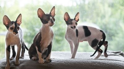 32 interesting facts about Cornish rex cats