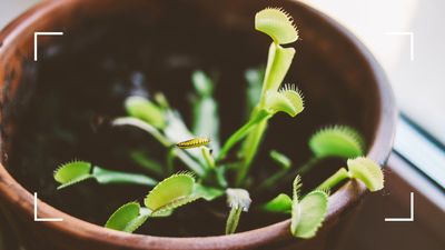 How to care for a Venus fly trap - plant experts share their tips and tricks
