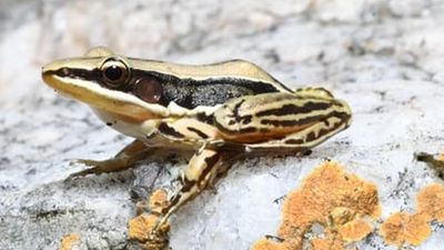 Sri Lankan golden-backed frog rediscovered after 200 years in India at Koundinya Wildlife Sanctuary