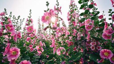 Do hollyhocks flower in the first year? Experts reveal all – plus tips on how to get early blooms