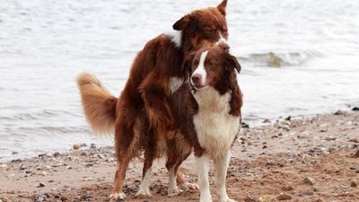 Why do dogs get stuck when mating? Vet reveals everything you need to know