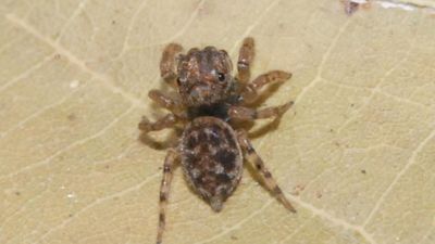 New jumping spider species discovered