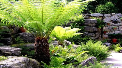 Best ferns for shade – 8 fascinating fronds to grow