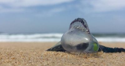Ask Fuzzy: Is a bluebottle left or right handed?
