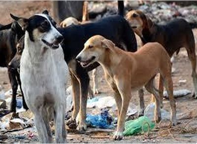 Andhra: Butcher stabs pregnant stray dog to death in Guntur
