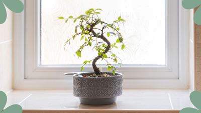 How to care for a bonsai tree: Tips and tricks for keeping this difficult plant happy