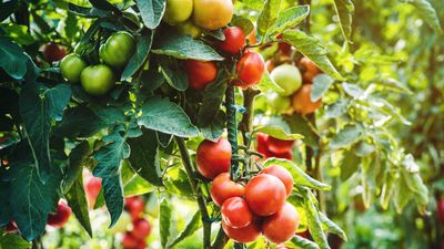 These are the 7 Best Companion Plants to Grow Alongside Tomatoes for a Better, More Bountiful Harvest