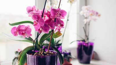 5 top tips for growing orchids from expert florists